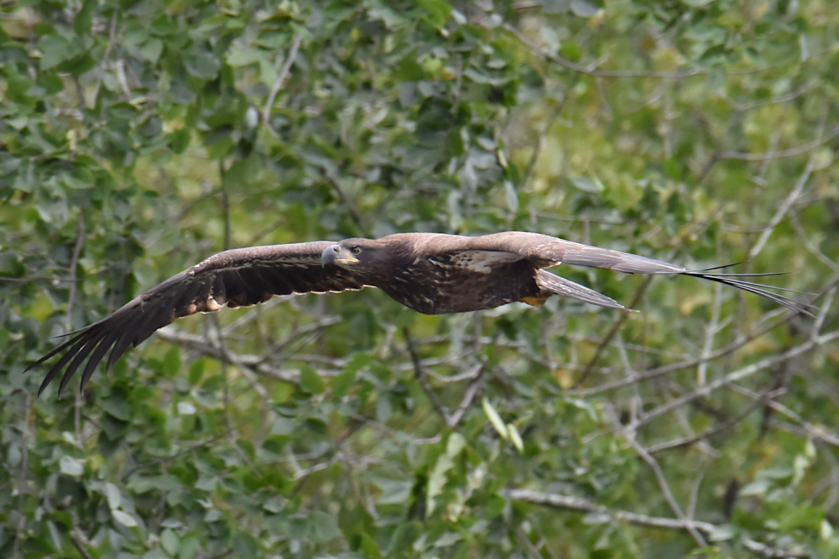 Stockport Flats (Cindy) 04