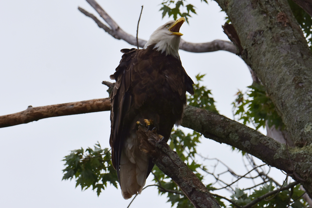 Stockport Flats (Cindy) 08