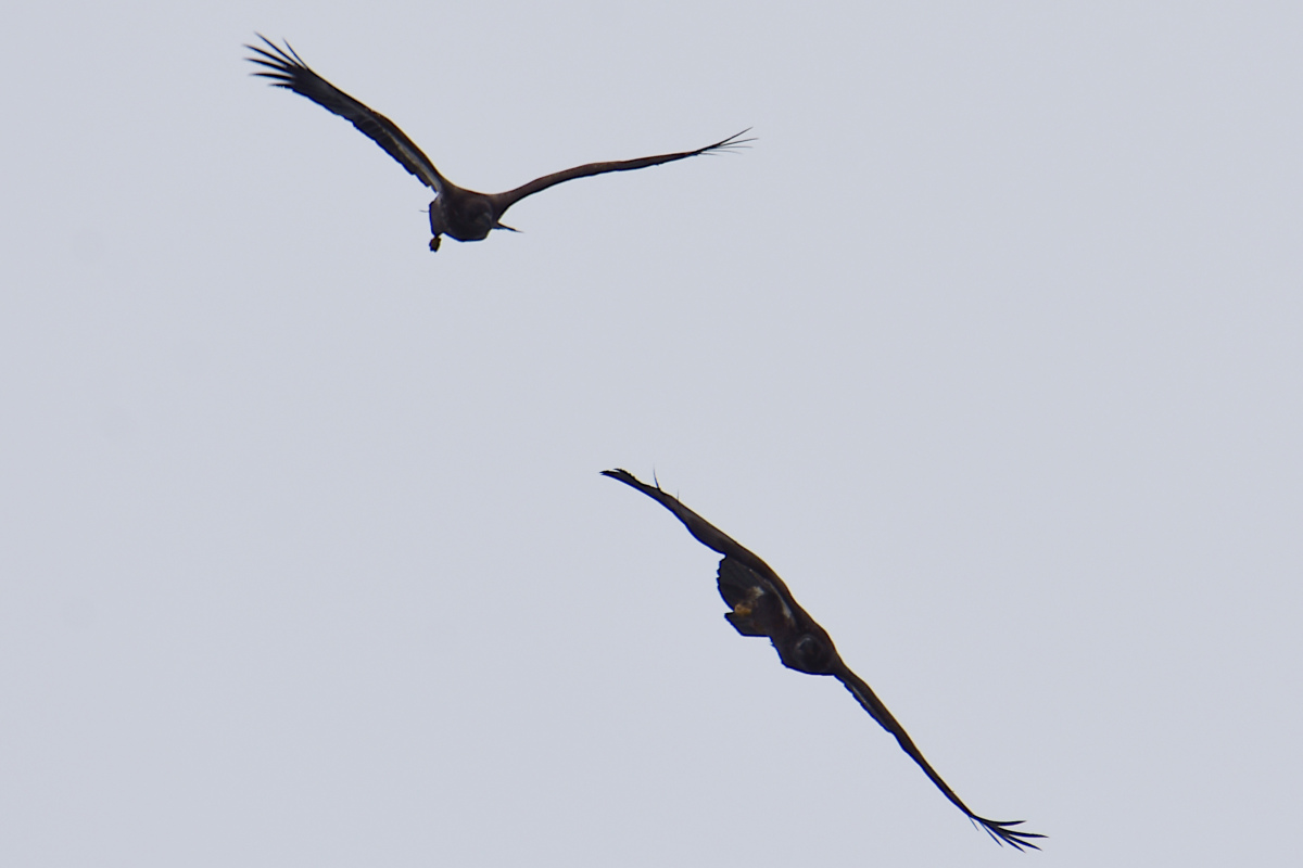 Stockport Flats (Cindy) 11