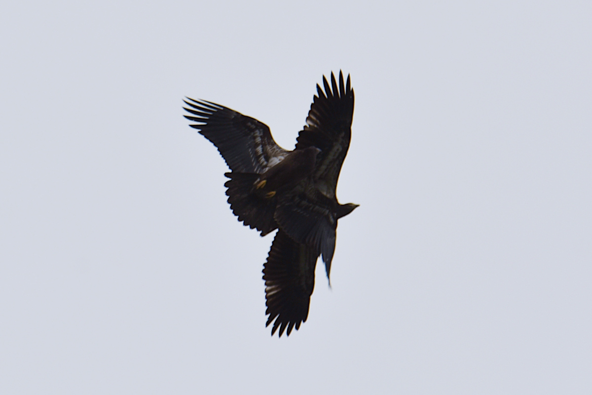 Stockport Flats (Cindy) 14