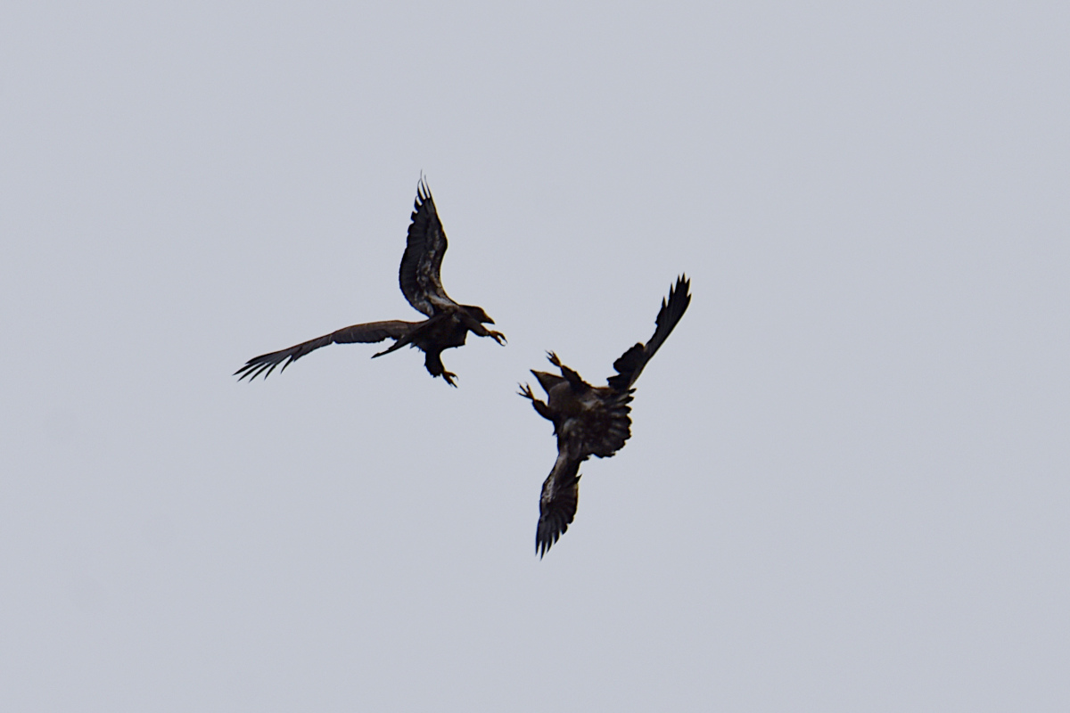 Stockport Flats (Cindy) 15