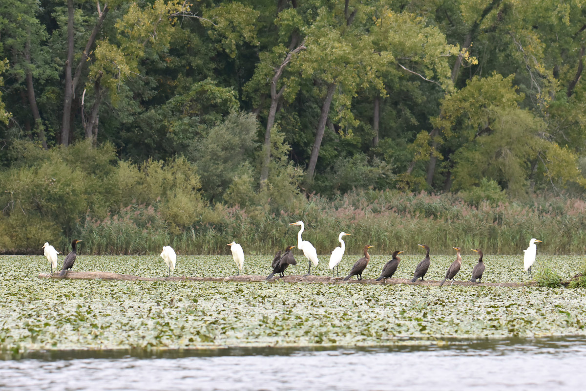 Stockport Flats (Cindy) 16