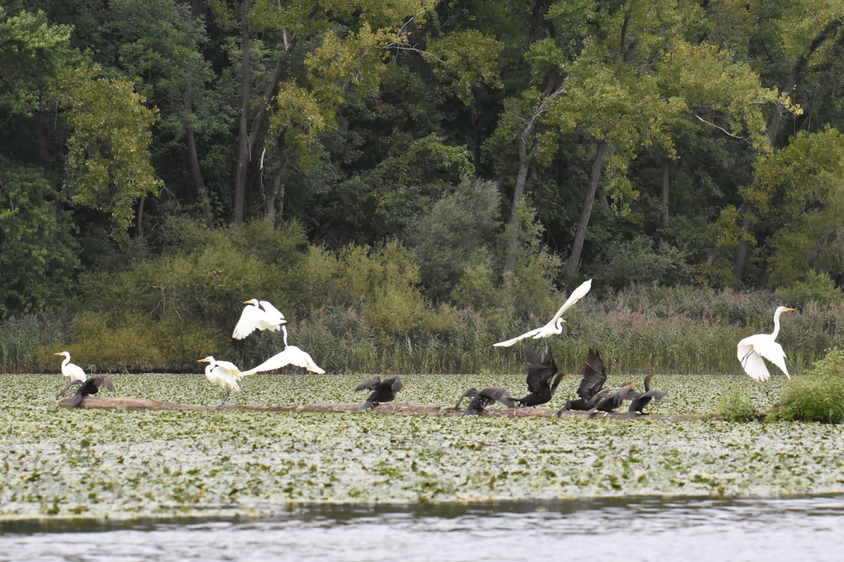 Stockport Flats (Cindy) 17