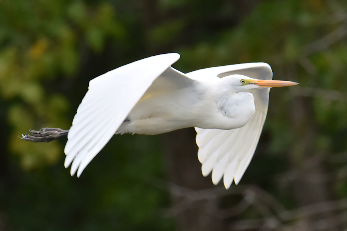 Stockport Flats (Cindy) 18