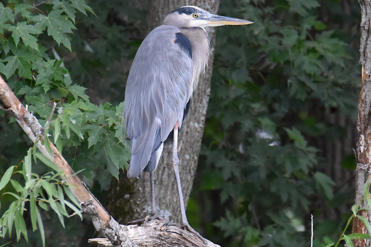 Stockport Flats (Cindy) 20
