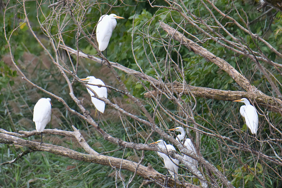 Stockport Flats (Cindy) 21