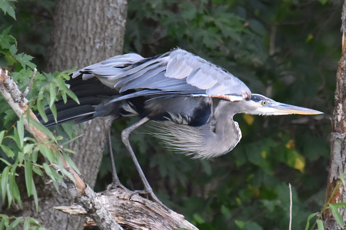 Stockport Flats (Cindy) 22