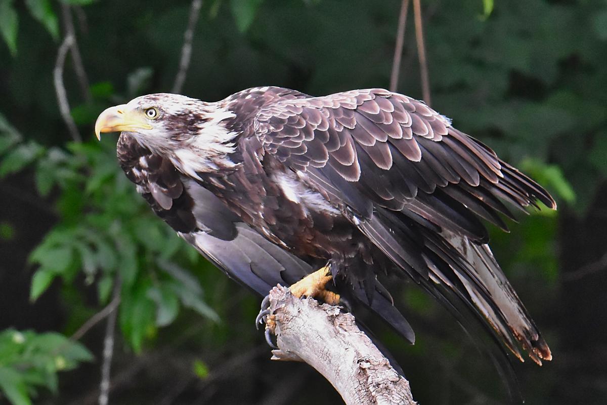 A Day on the Hudson 02