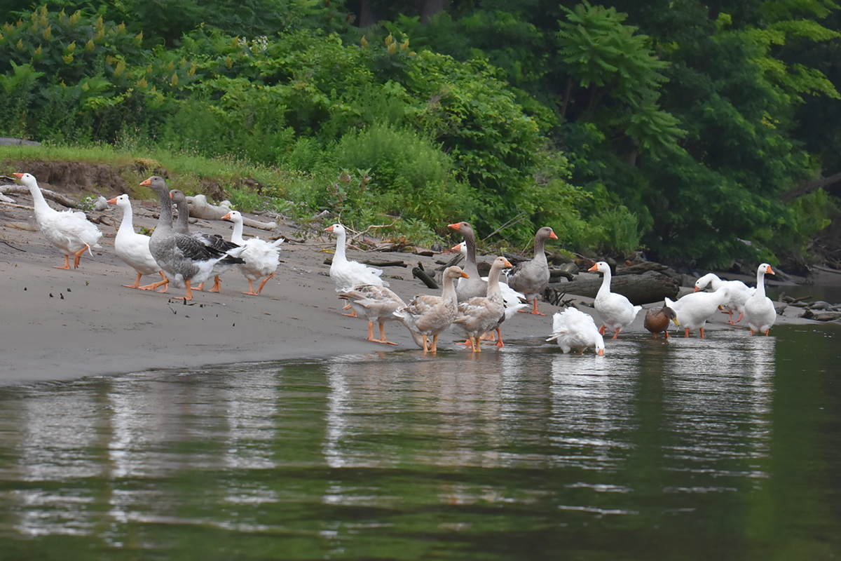 A Day on the Hudson 03