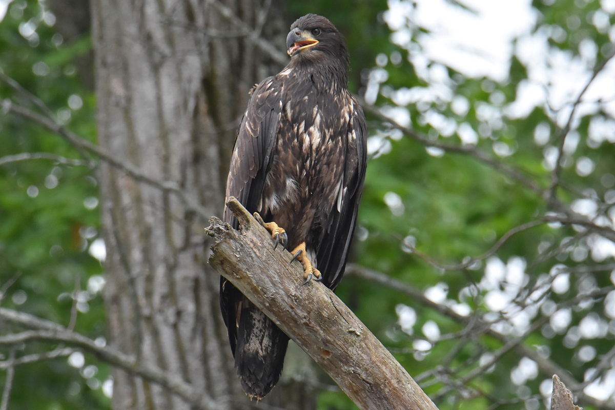A Day on the Hudson 05