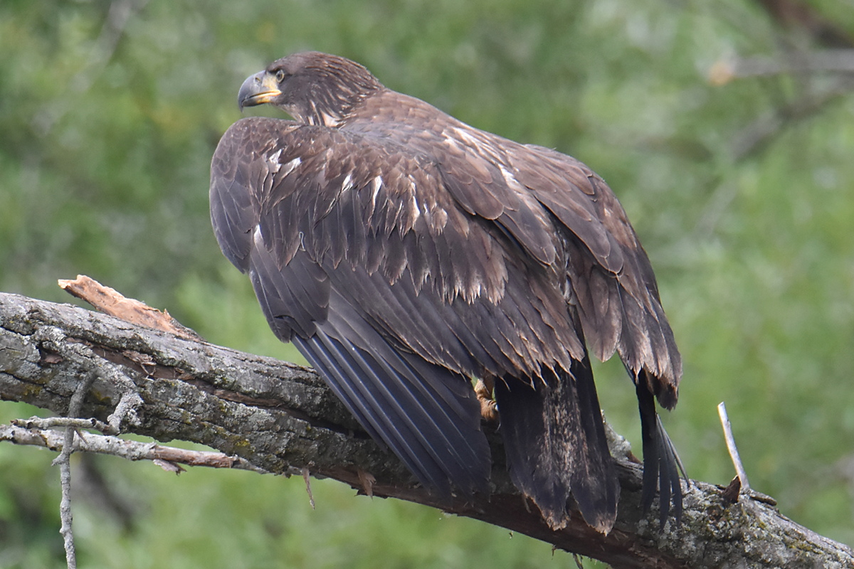 A Day on the Hudson 06