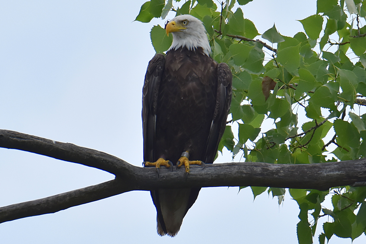 A Day on the Hudson 07