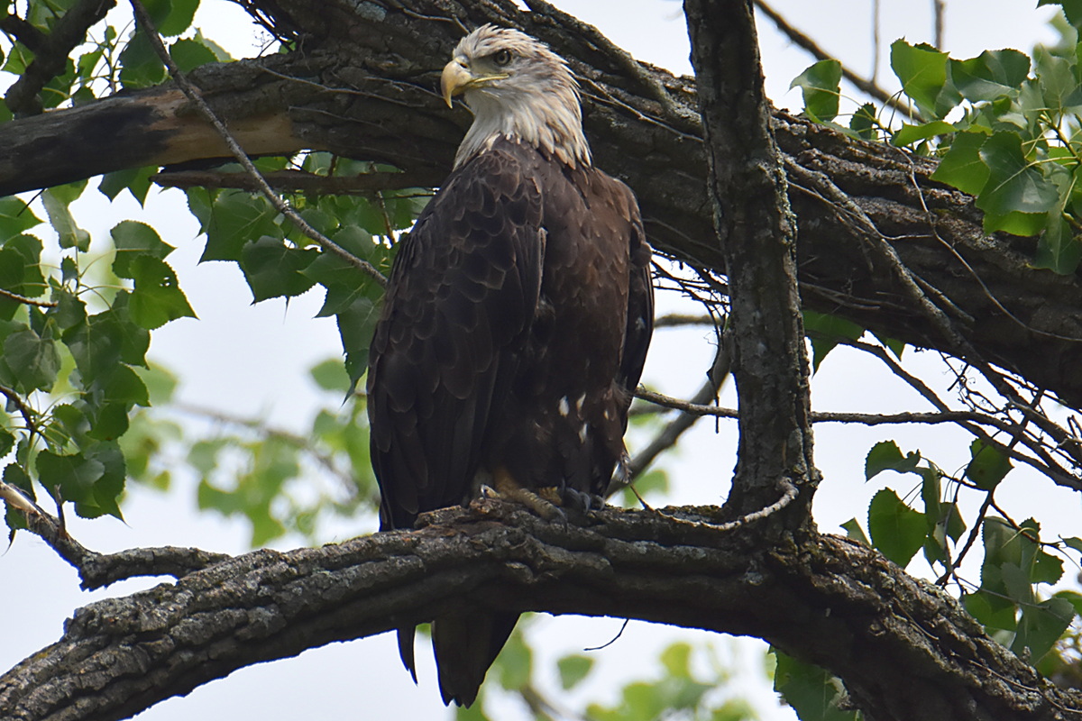 A Day on the Hudson 08