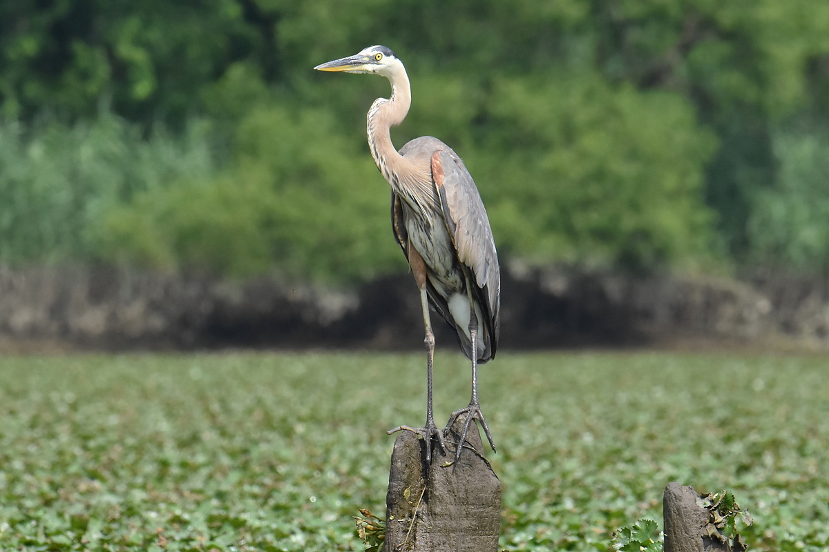 A Day on the Hudson 09