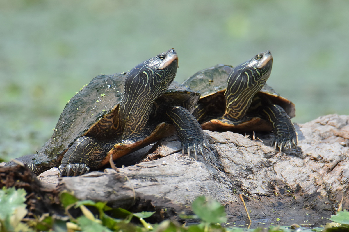 A Day on the Hudson 10