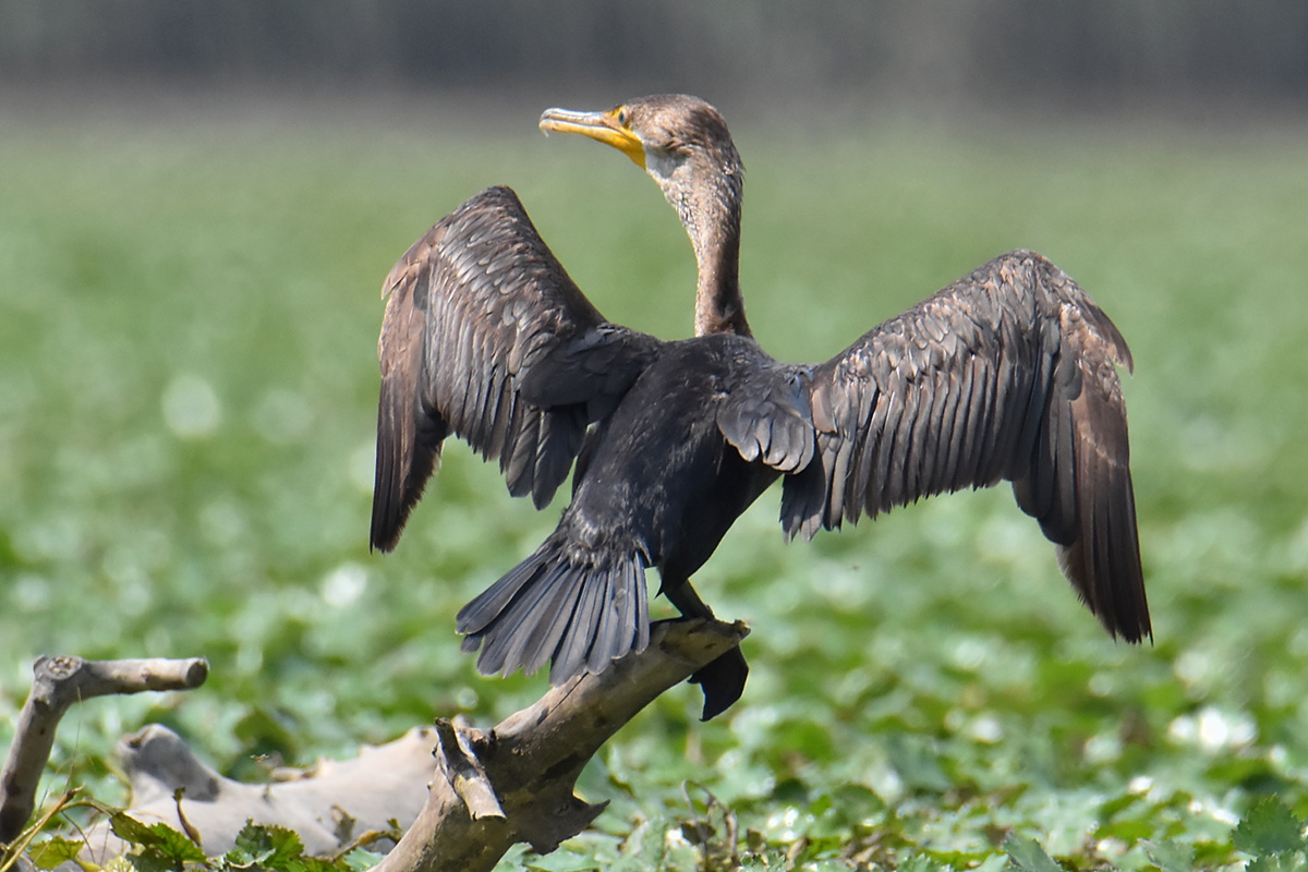 A Day on the Hudson 11