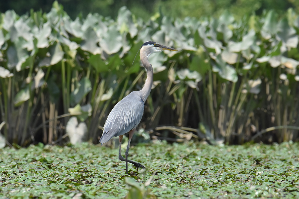 A Day on the Hudson 12