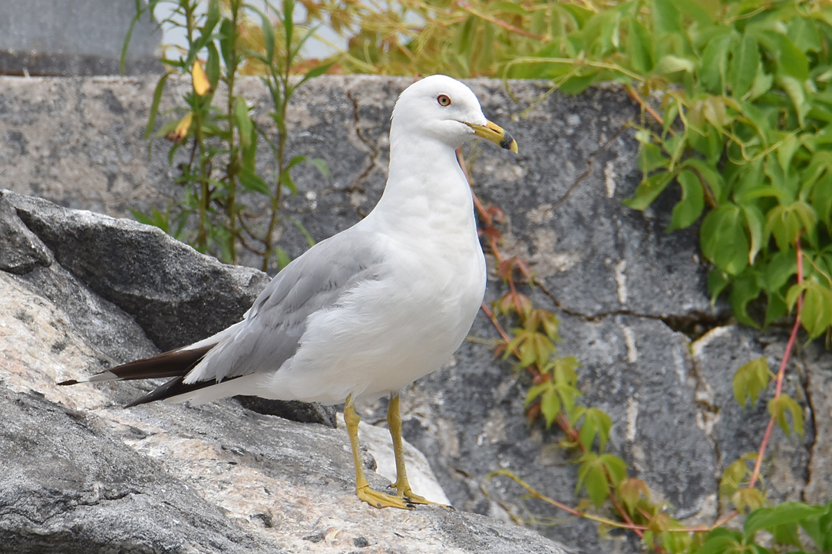 A Day on the Hudson 19