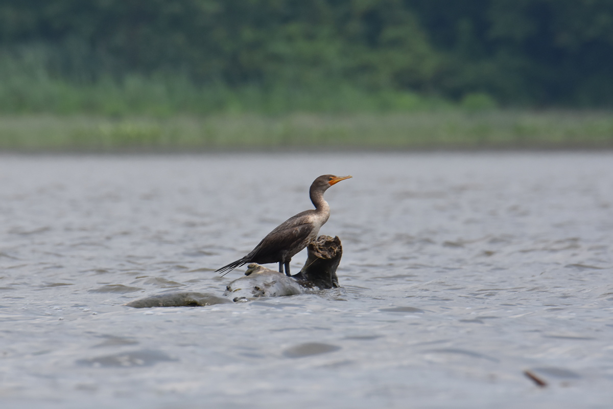 A Day on the Hudson 20