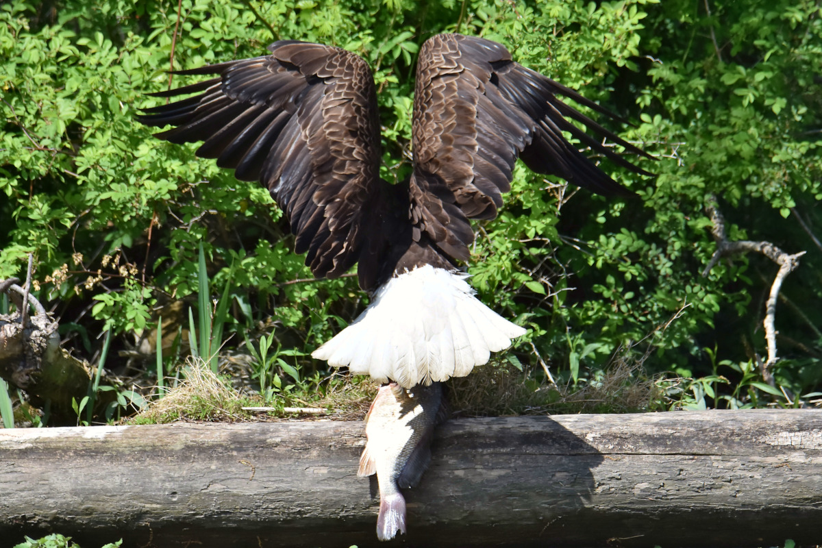 Eagle Shreds a Freshwater Drum 02