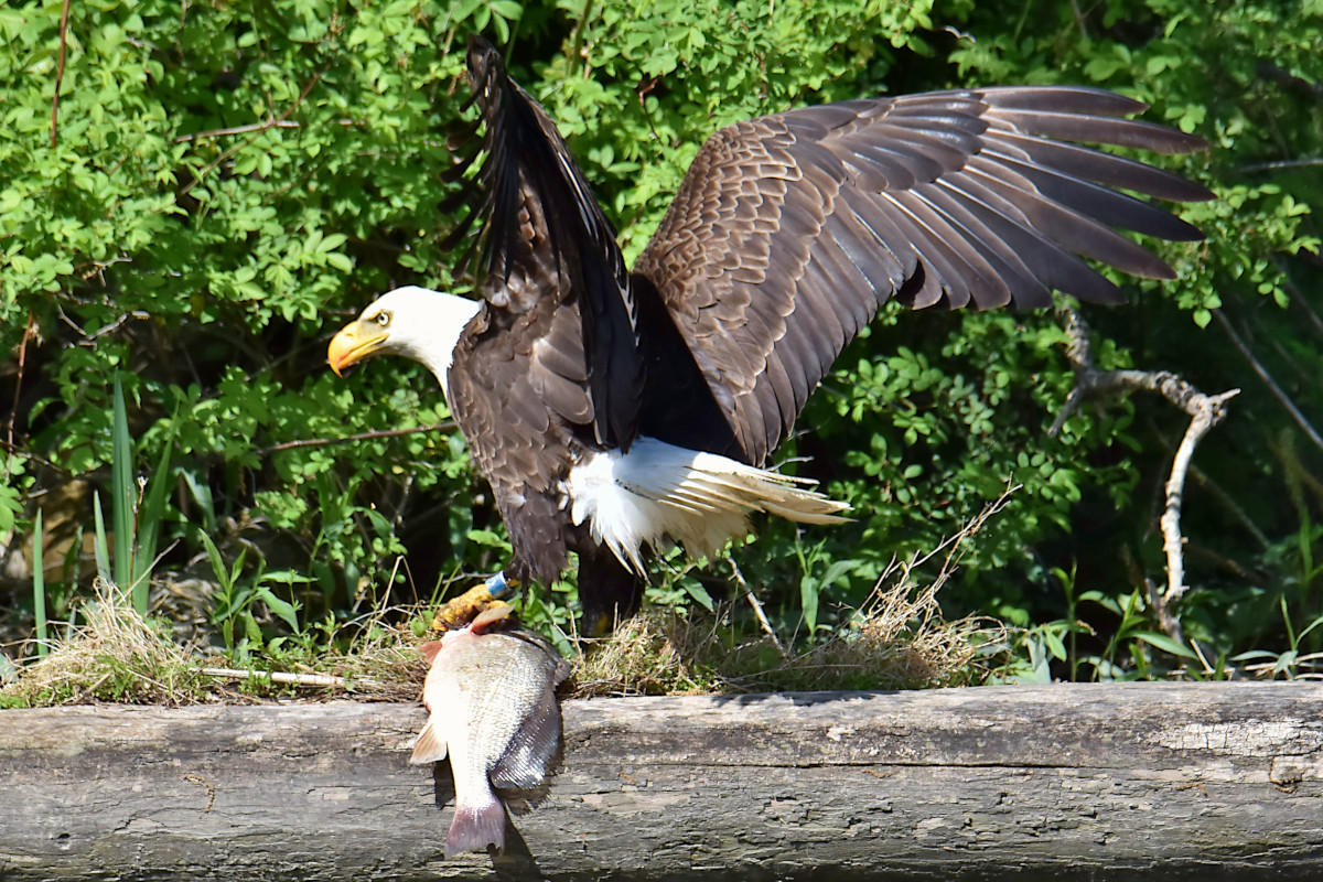 Eagle Shreds a Freshwater Drum 03