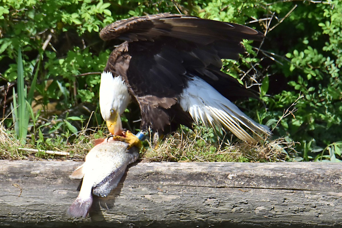 Eagle Shreds a Freshwater Drum 05