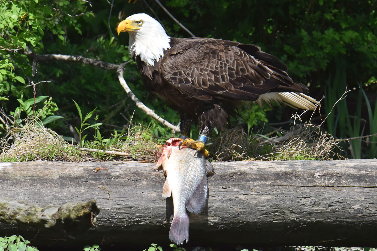 Eagle Shreds a Freshwater Drum 06