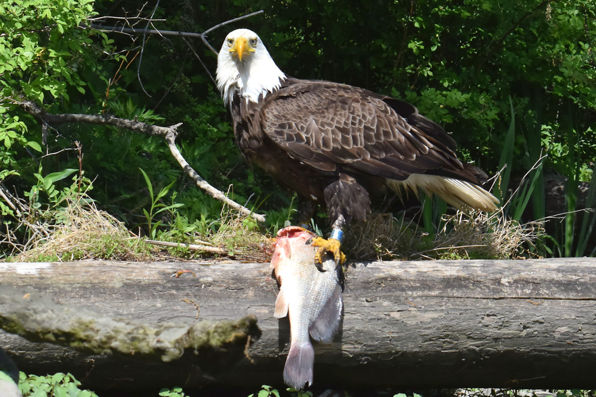 Eagle Shreds a Freshwater Drum 08