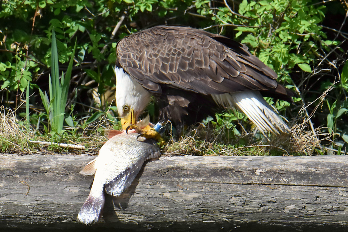Eagle Shreds a Freshwater Drum 09