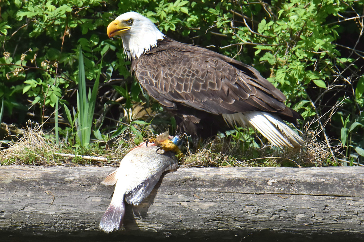 Eagle Shreds a Freshwater Drum 10