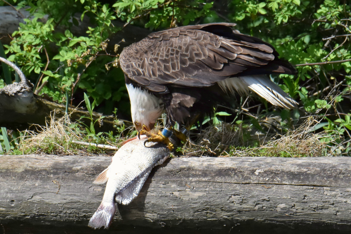 Eagle Shreds a Freshwater Drum 11