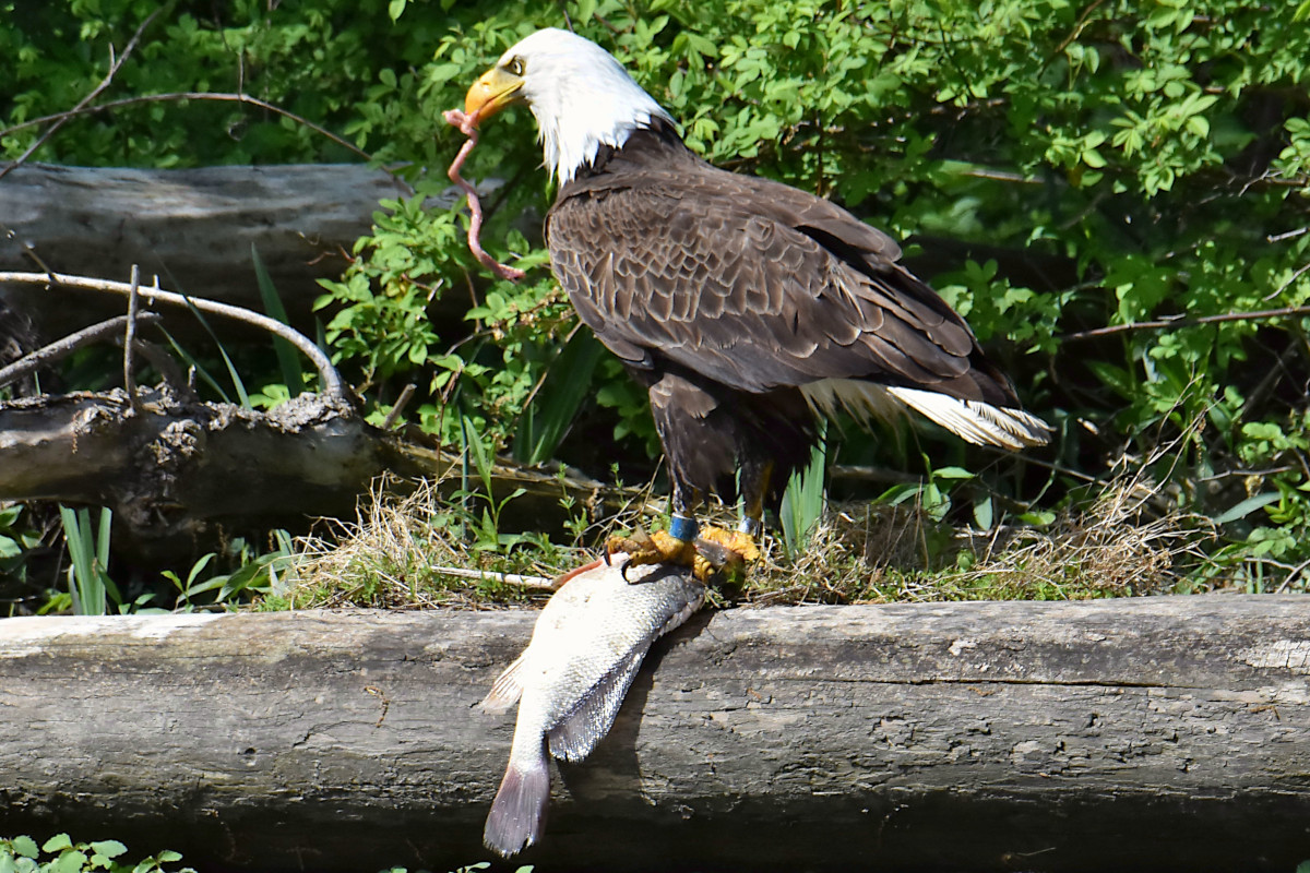 Eagle Shreds a Freshwater Drum 12