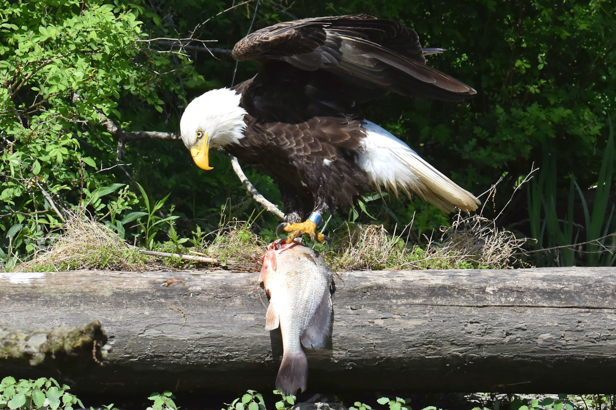 Eagle Shreds a Freshwater Drum 13
