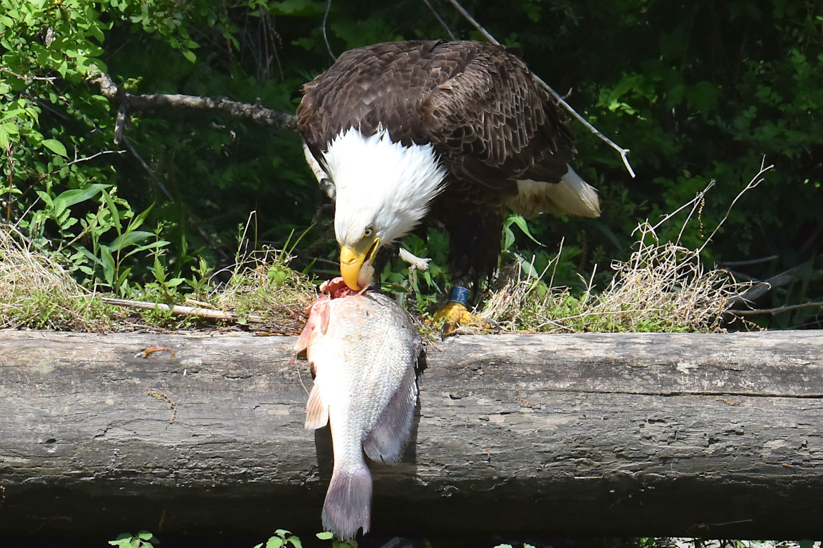 Eagle Shreds a Freshwater Drum 14