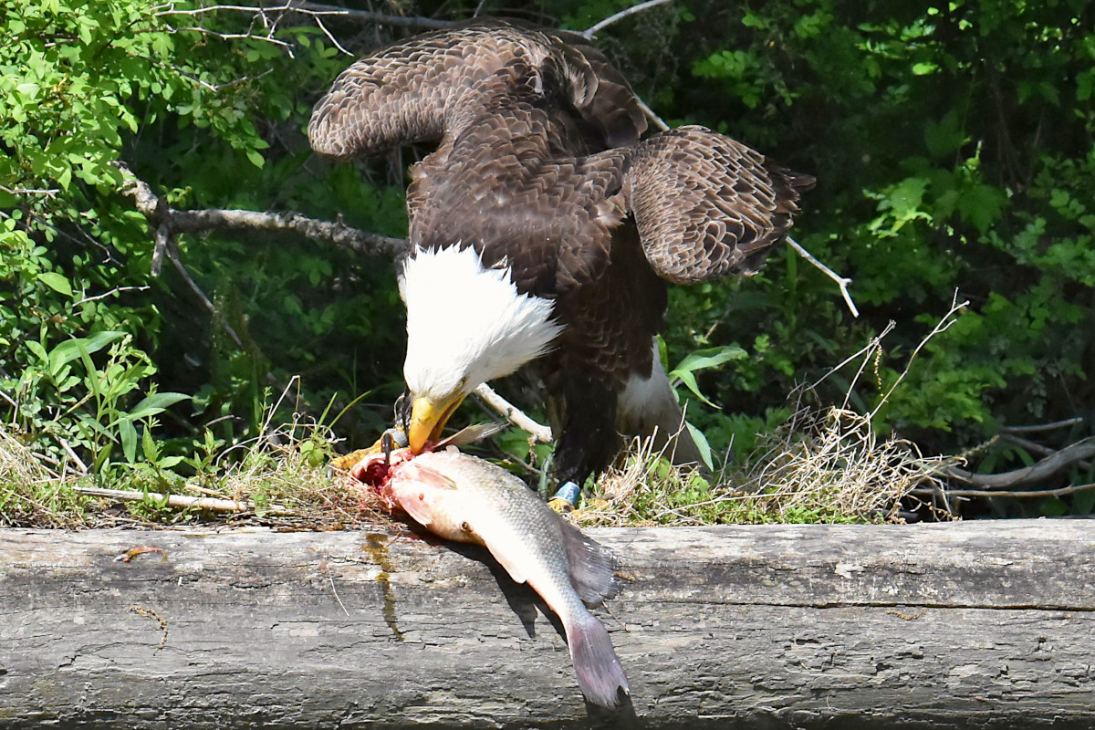 Eagle Shreds a Freshwater Drum 15