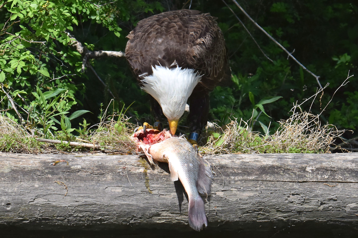 Eagle Shreds a Freshwater Drum 17