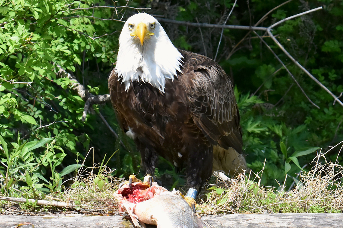 Eagle Shreds a Freshwater Drum 18
