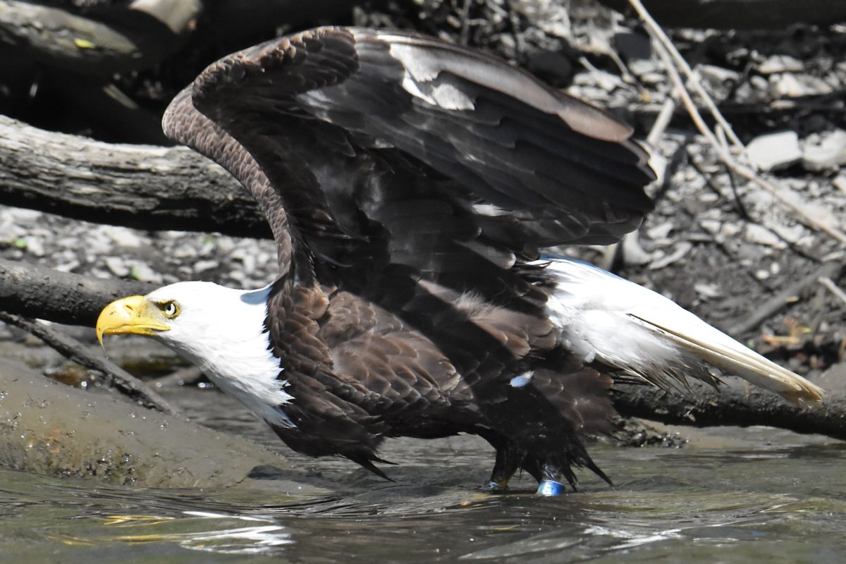 Eagle Shreds a Freshwater Drum 19