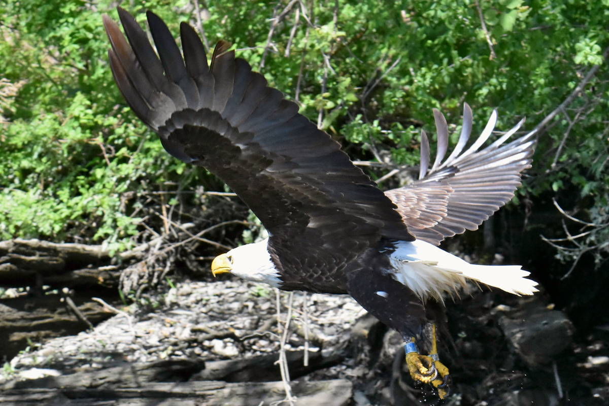Eagle Shreds a Freshwater Drum 20