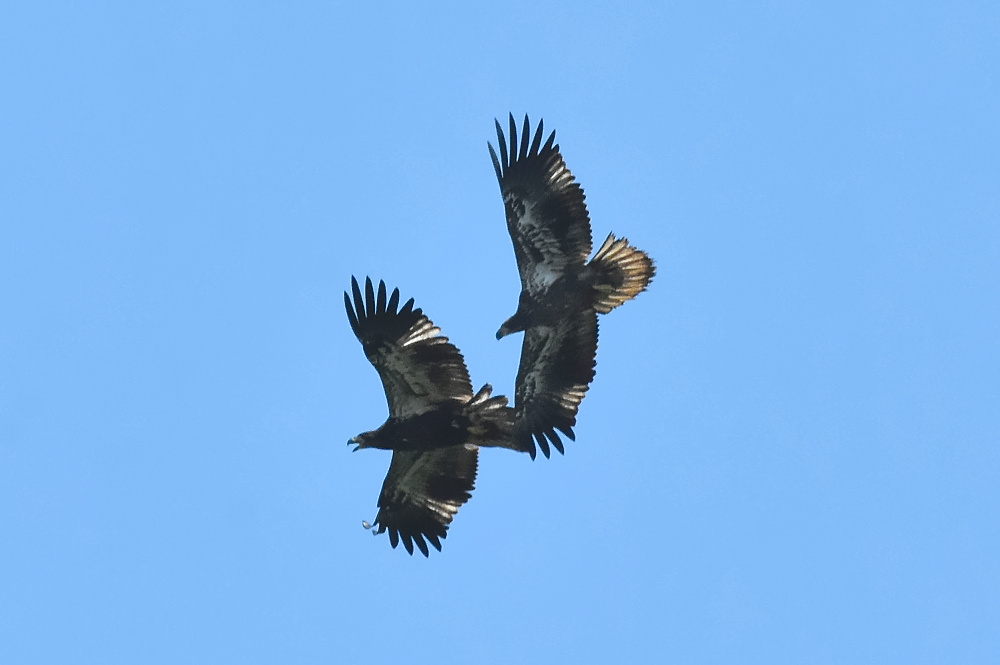 Eagle Aerial Show 03