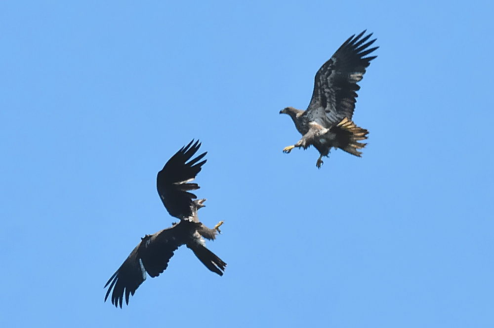 Eagle Aerial Show 04