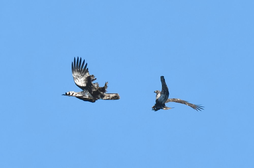 Eagle Aerial Show 06