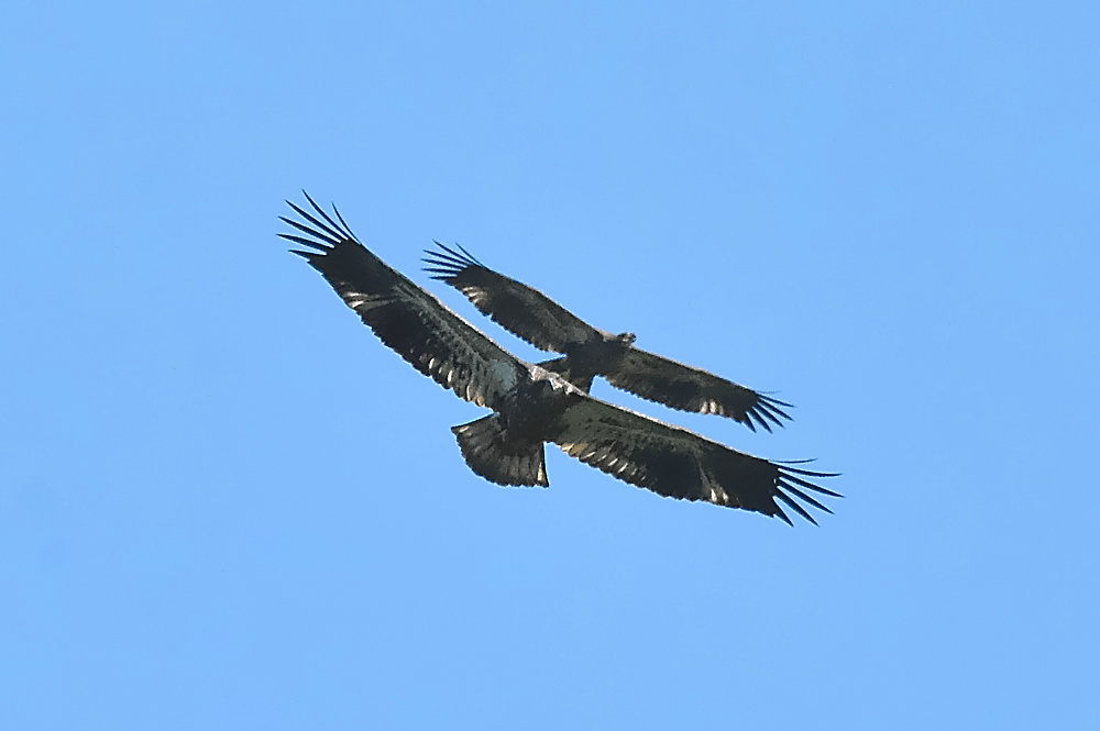 Eagle Aerial Show 07