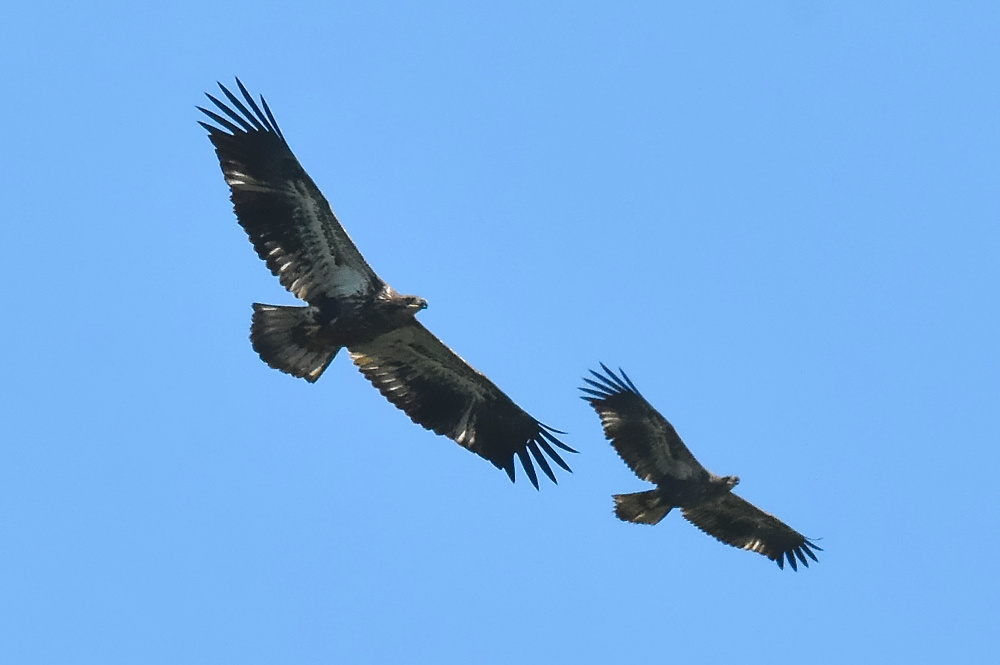 Eagle Aerial Show 08
