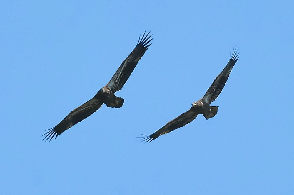 Eagle Aerial Show 11