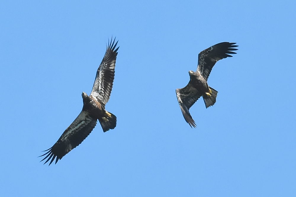 Eagle Aerial Show 12