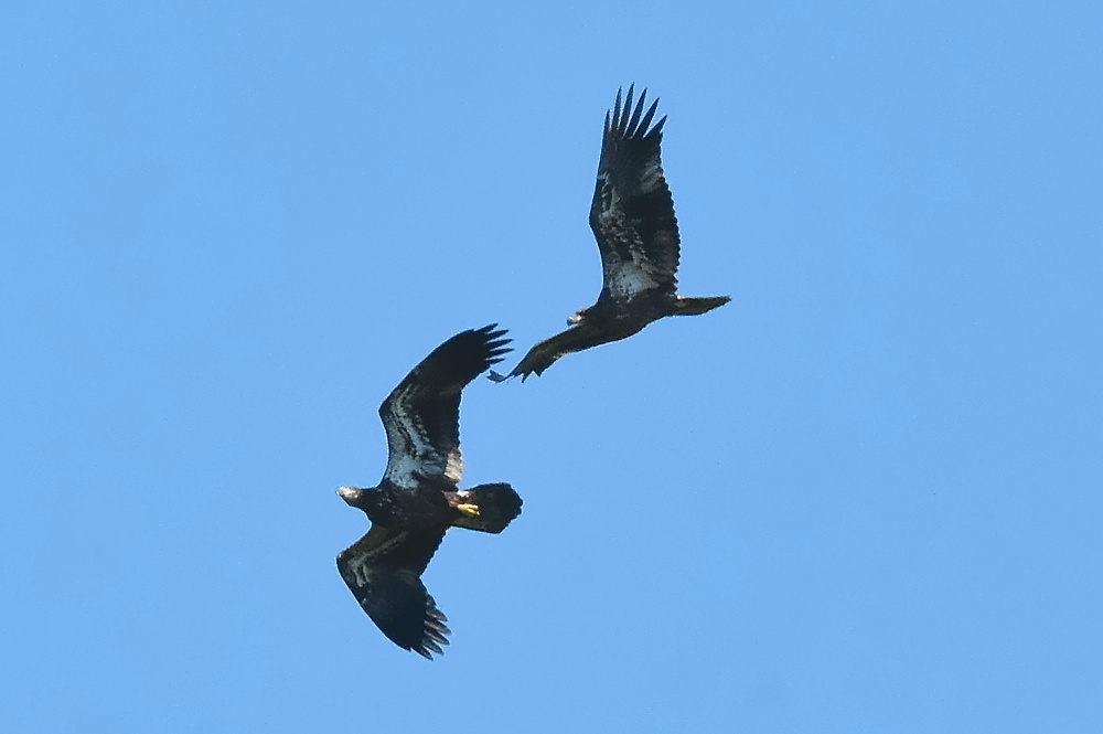 Eagle Aerial Show 13