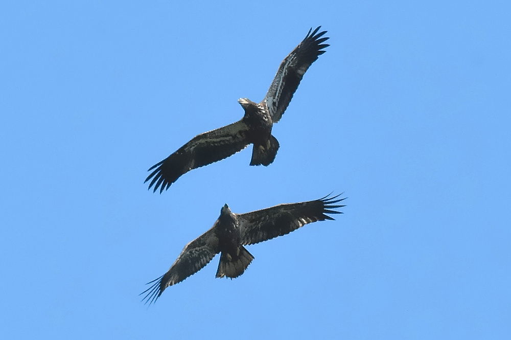 Eagle Aerial Show 14