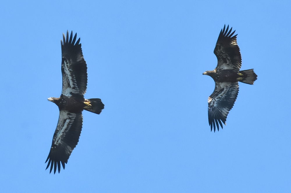 Eagle Aerial Show 15