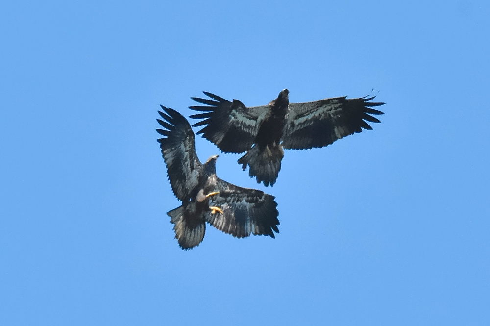 Eagle Aerial Show 17